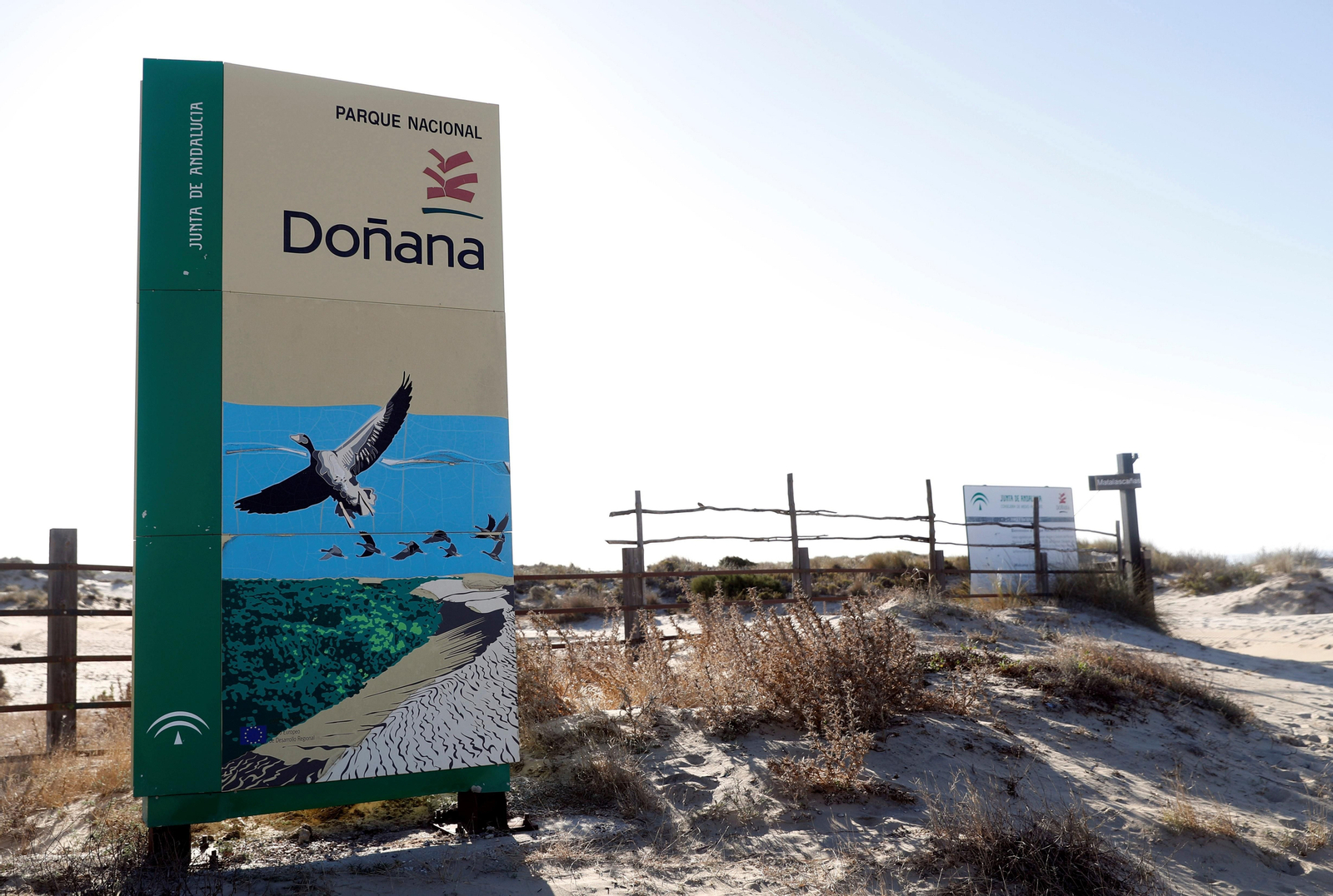 Científicos de 25 sociedades españolas claman por la protección de Doñana