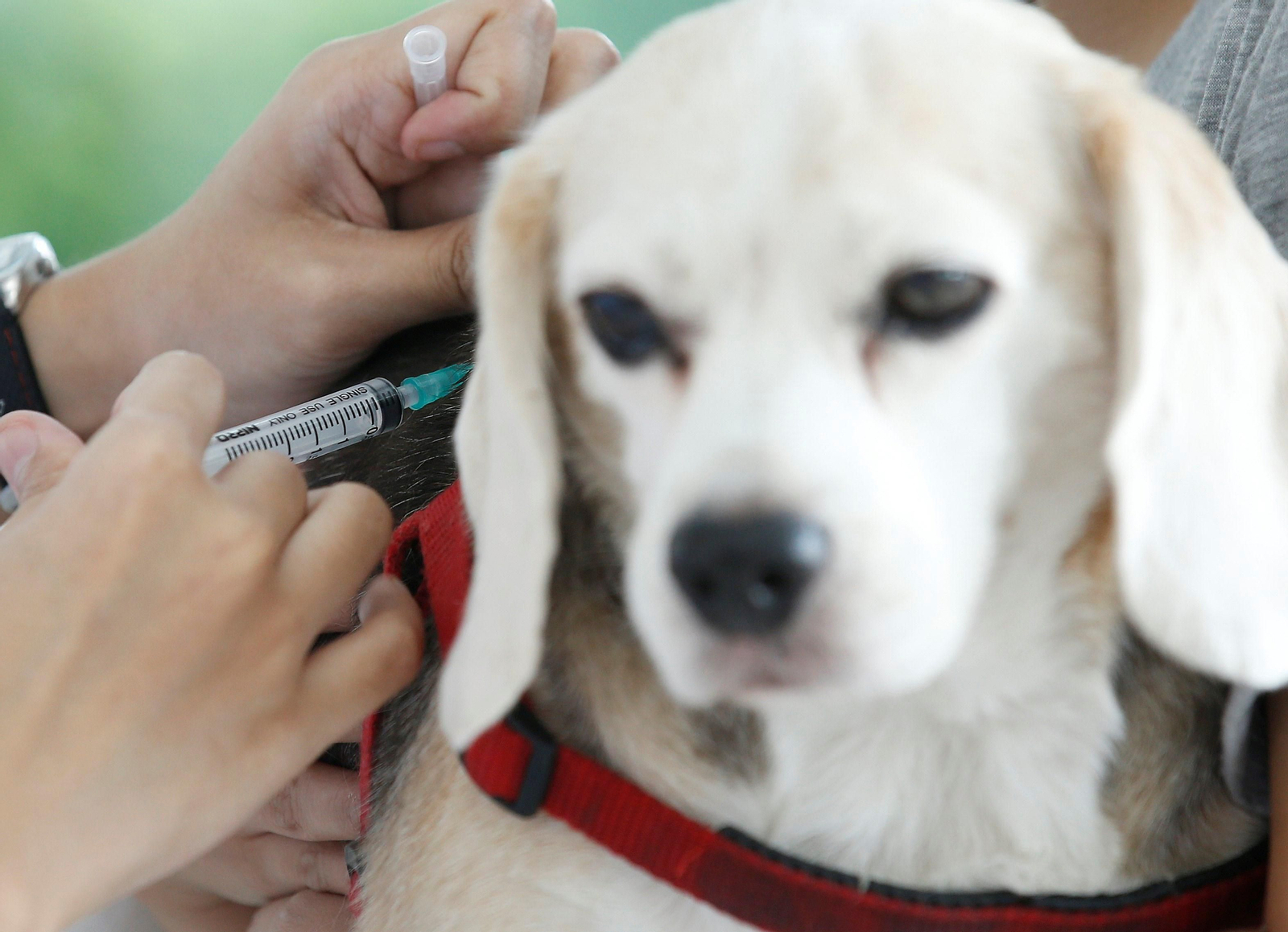 Veterinarios advierten de la posible llegada de mascotas ucranianas con rabia