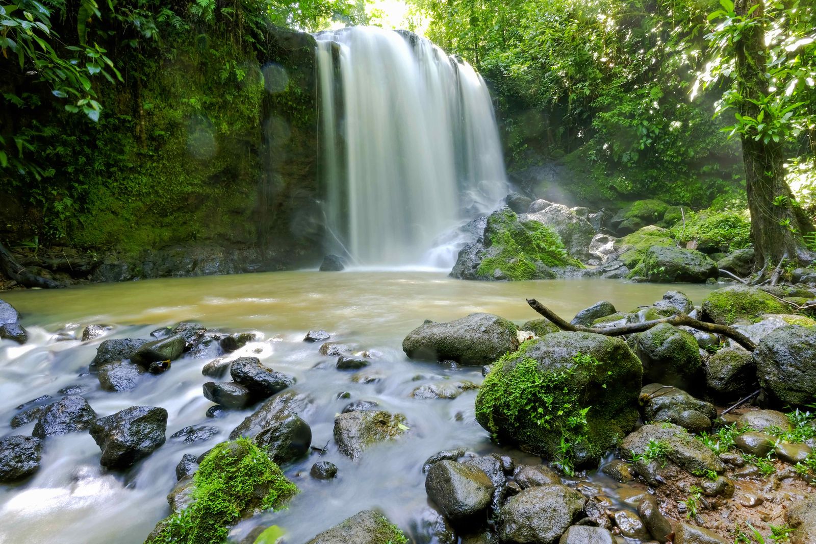 La temperatura global sería un grado más alta sin bosques tropicales